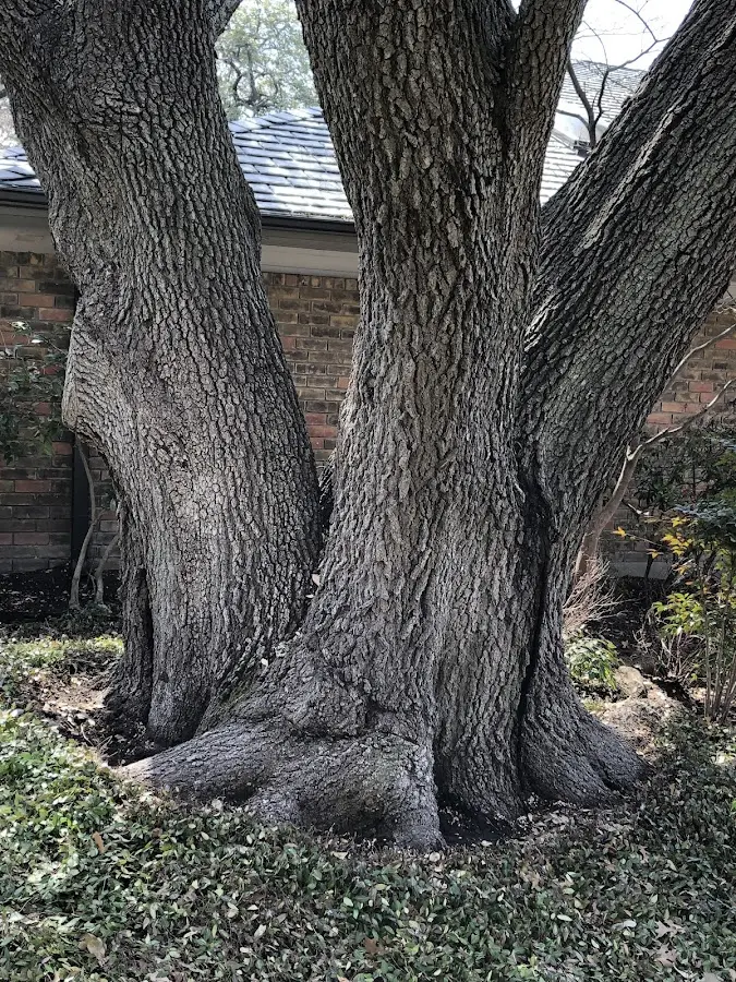 Mature heritage tree close to a Tunnel Hill property cared for by certified arborists